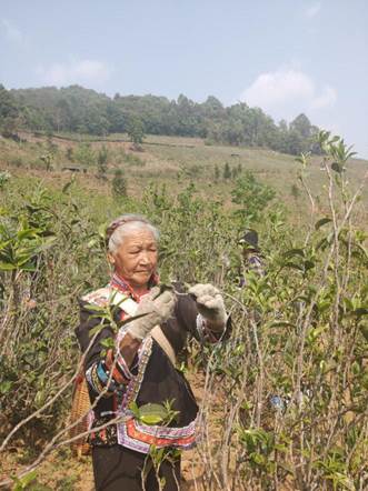 滇商雅韻 云南大葉之滇商貿(mào)文化藝術(shù)交流活動(dòng)縱覽